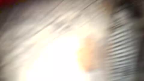 Snapshot of gallistuthomas440 chatting on October 2025 07:31:02 PM gallistuthomas440 online show from October 2025 07:31:02 PM