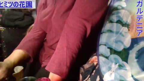 Gardenia online show from January 2025 07:21:01 AM