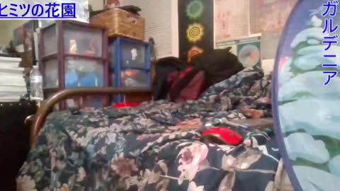 Gardenia online show from February 2025 07:53:02 AM