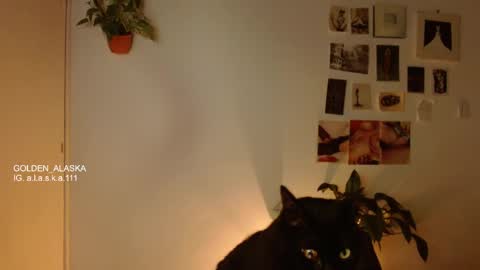 Alaska online show from November 2025 11:05:01 PM