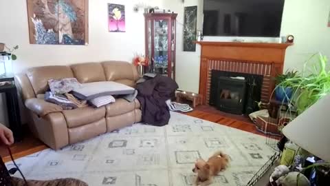 goodgirlcelestecat online show from October 2025 03:31:02 PM