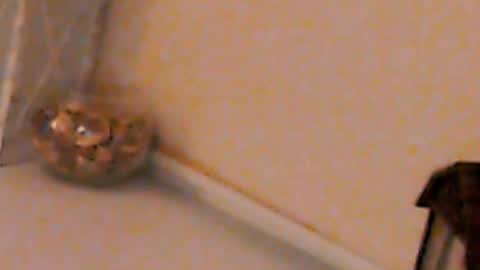 Snapshot of heaven_chloe chatting on February 2025 05:23:02 PM Heaven girl online show from February 2025 05:23:02 PM