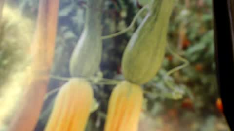 Snapshot of helvella chatting on June 2026 08:09:01 PM Helvell online show from June 2026 08:09:01 PM