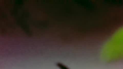 Boi online show from November 2025 03:40:01 AM