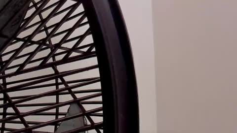 IAN CASTILLO online show from February 2026 11:15:02 AM