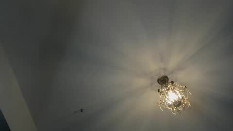 Igor scott online show from February 2025 04:42:02 AM