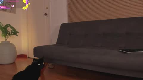 Lua     online show from April 2026 01:42:02 AM