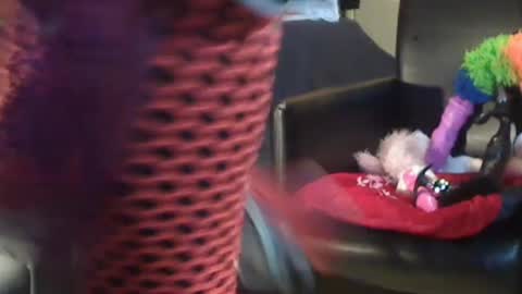 JACKSLUT BUY ME . FAN CLUB MEMBERS AND THOSE WHOM THE MEMBERS INDICATE SISY SLUT PROVIDES THEM  FREE SERVICES online show from December 2024 10:58:01 AM