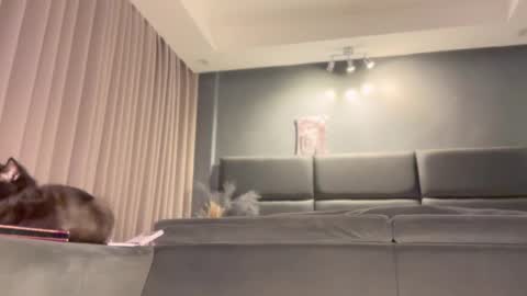 Snapshot of jacolandia chatting on February 2025 06:56:02 PM jacolandia online show from February 2025 06:56:02 PM