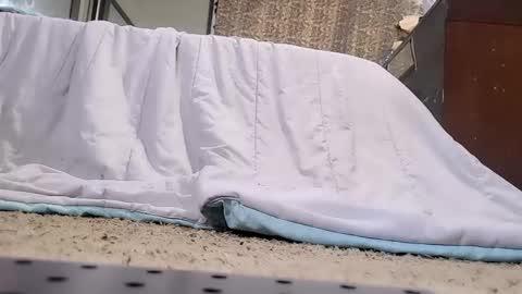 Snapshot of jamwarnerone chatting on February 2026 03:45:01 PM Bootyshows online show from February 2026 03:45:01 PM