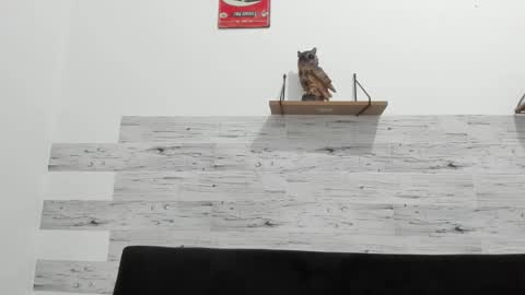 Jaycreedd online show from January 2026 03:23:02 AM