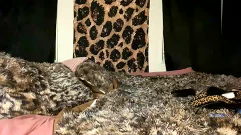 jeddahdolly online show from November 2025 12:24:01 AM