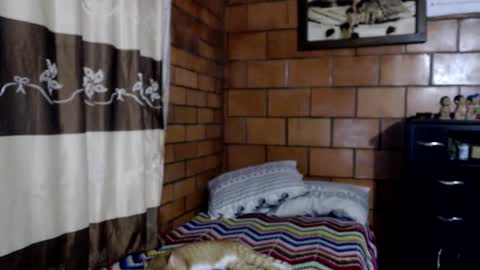 Snapshot of joseph_fit chatting on November 2025 03:49:01 AM joseph online show from November 2025 03:49:01 AM