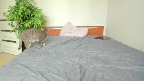 kelly_gerzikaaa online show from May 2026 03:44:01 AM