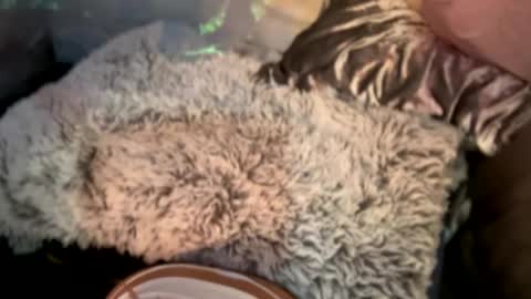 Snapshot of kissahsins chatting on December 2024 08:11:02 AM Kissah Kreampuff online show from December 2024 08:11:02 AM