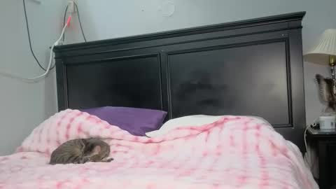 Snapshot of kittykat_1999 chatting on February 2026 05:06:02 AM kittykat 1999 online show from February 2026 05:06:02 AM