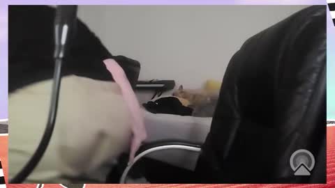 Bella Blue BBW online show from December 2025 09:36:02 AM