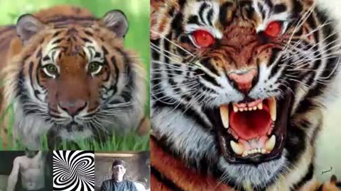 Snapshot of kodiakpm1 chatting on November 2025 02:00:01 PM kodiakpm1 online show from November 2025 02:00:01 PM