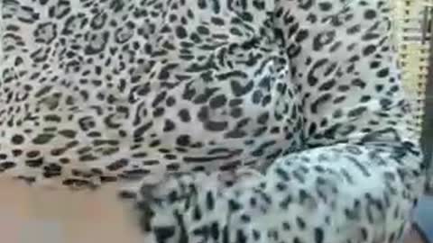 Snapshot of lailasensu chatting on July 2026 11:35:01 AM LAILA online show from July 2026 11:35:01 AM