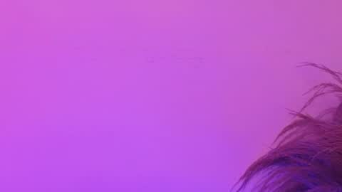 Lia Bell online show from June 2026 07:15:01 PM