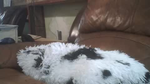 Snapshot of lincolnlongdick chatting on February 2026 08:31:02 PM Richie Rich online show from February 2026 08:31:02 PM