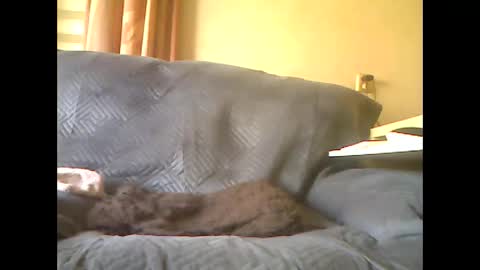 lion160868 online show from May 2026 08:09:02 AM