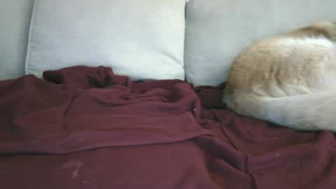 lowhangingfruit93 online show from January 2025 03:48:02 AM