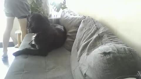 luzardol online show from March 2025 02:56:02 PM