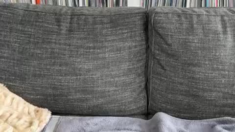 majortazer online show from December 2024 09:23:01 PM