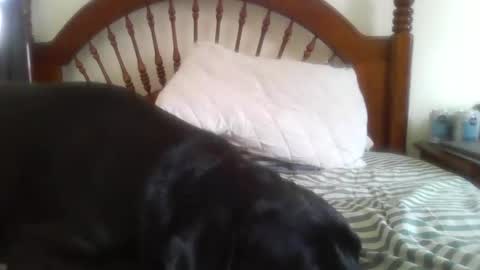 Davis online show from February 2026 08:16:01 PM