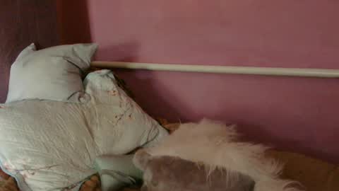 Oltereodora-lima online show from June 2026 12:22:01 PM