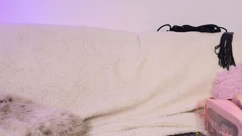 miss_sophia21 online show from February 2026 02:51:02 AM