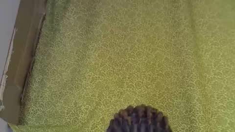 previn online show from January 2026 08:22:01 PM