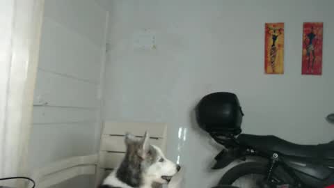 Snapshot of natzumi_mcqueen chatting on December 2024 12:25:02 PM Stella Mcqueen online show from December 2024 12:25:02 PM