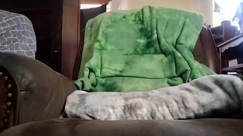 niceviewfromhere online show from May 2026 02:45:01 PM