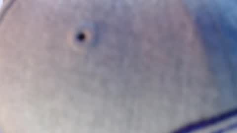 Snapshot of nicolas_torres99 chatting on December 2024 07:19:02 AM nicolas online show from December 2024 07:19:02 AM