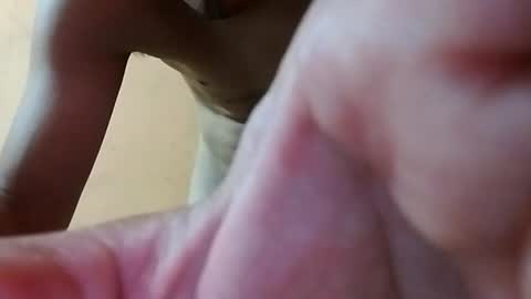 Snapshot of novinhopauzudo8 chatting on August 2026 06:43:02 PM novinhopauzudo8 online show from August 2026 06:43:02 PM