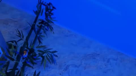 Snapshot of nyssawoodd chatting on October 2025 02:46:02 PM nyssawoodd online show from October 2025 02:46:02 PM