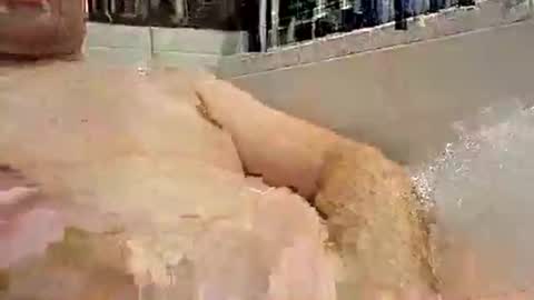 Snapshot of p20ccm chatting on January 2025 07:27:02 PM p20ccm online show from January 2025 07:27:02 PM