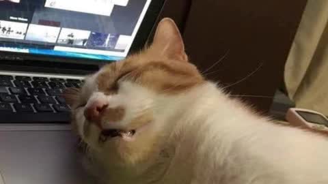 Snapshot of pambeeslyy chatting on March 2025 05:32:01 AM Pam online show from March 2025 05:32:01 AM