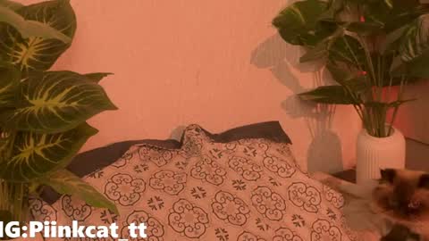 Snapshot of piinkcat chatting on June 2026 07:14:02 AM Emi online show from June 2026 07:14:02 AM