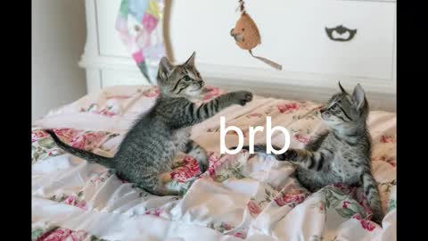 Kitty online show from October 2025 08:42:01 PM