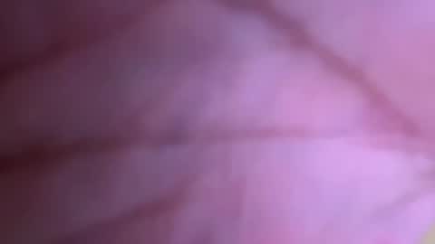 Snapshot of pistolpete9891 chatting on January 2025 08:42:01 PM pistolpete9891 online show from January 2025 08:42:01 PM