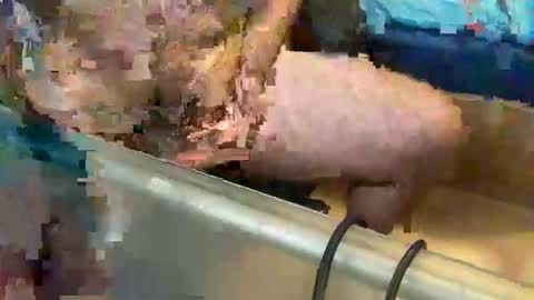 pussy_muncher_691 online show from October 2025 06:05:01 PM