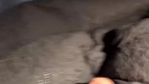 rebornbutbored online show from November 2025 11:40:02 AM