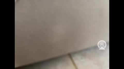 rgoggler2 online show from January 2025 01:59:02 PM