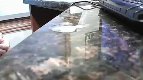 rigellan2021 online show from October 2025 02:45:02 PM