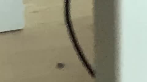 Snapshot of romanooff chatting on November 2025 04:25:02 AM Roman online show from November 2025 04:25:02 AM