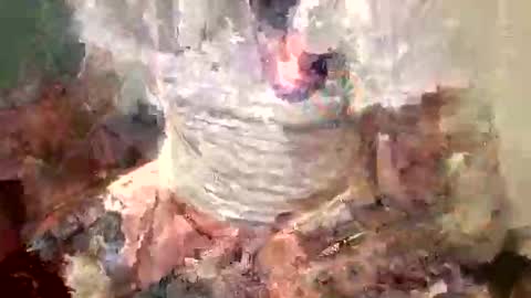 Snapshot of samboiamtho chatting on November 2025 01:07:02 AM samboiamtho online show from November 2025 01:07:02 AM