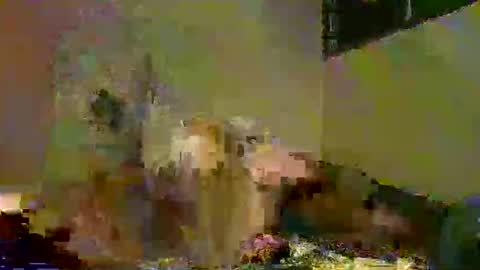 Snapshot of savagetongu3e chatting on December 2025 08:05:01 PM savagetonguee online show from December 2025 08:05:01 PM